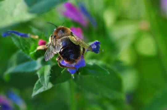 Xylocopa cantabrita Lepeletier 1841 resmi