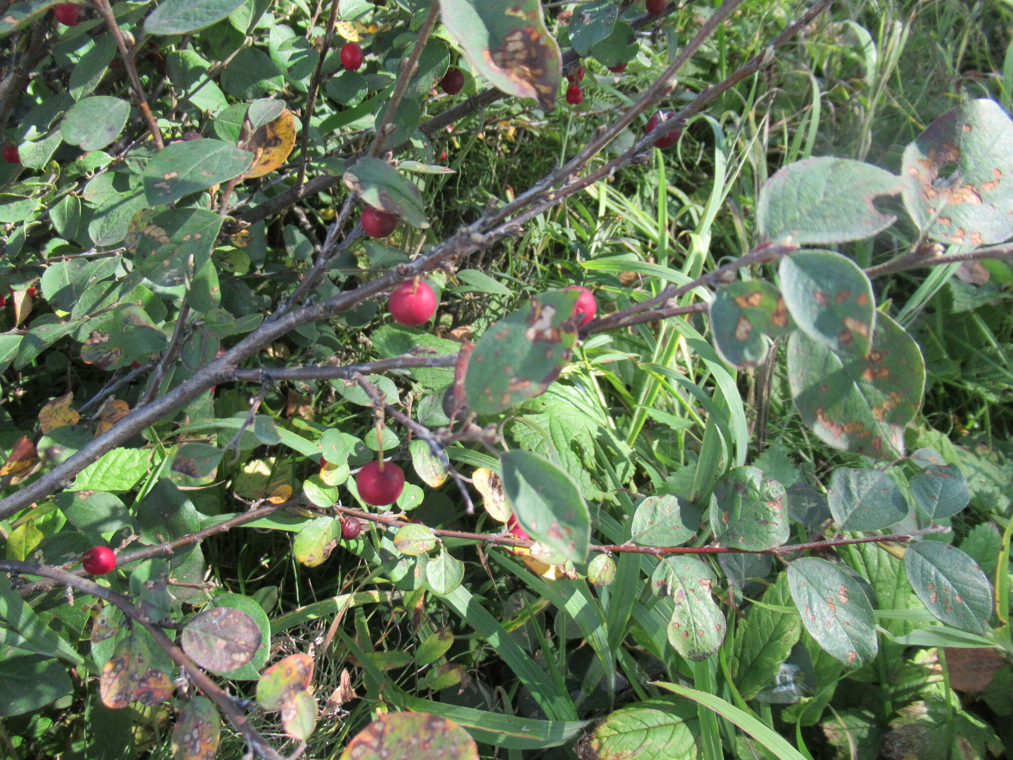 Image of Cotoneaster uniflorus Bunge