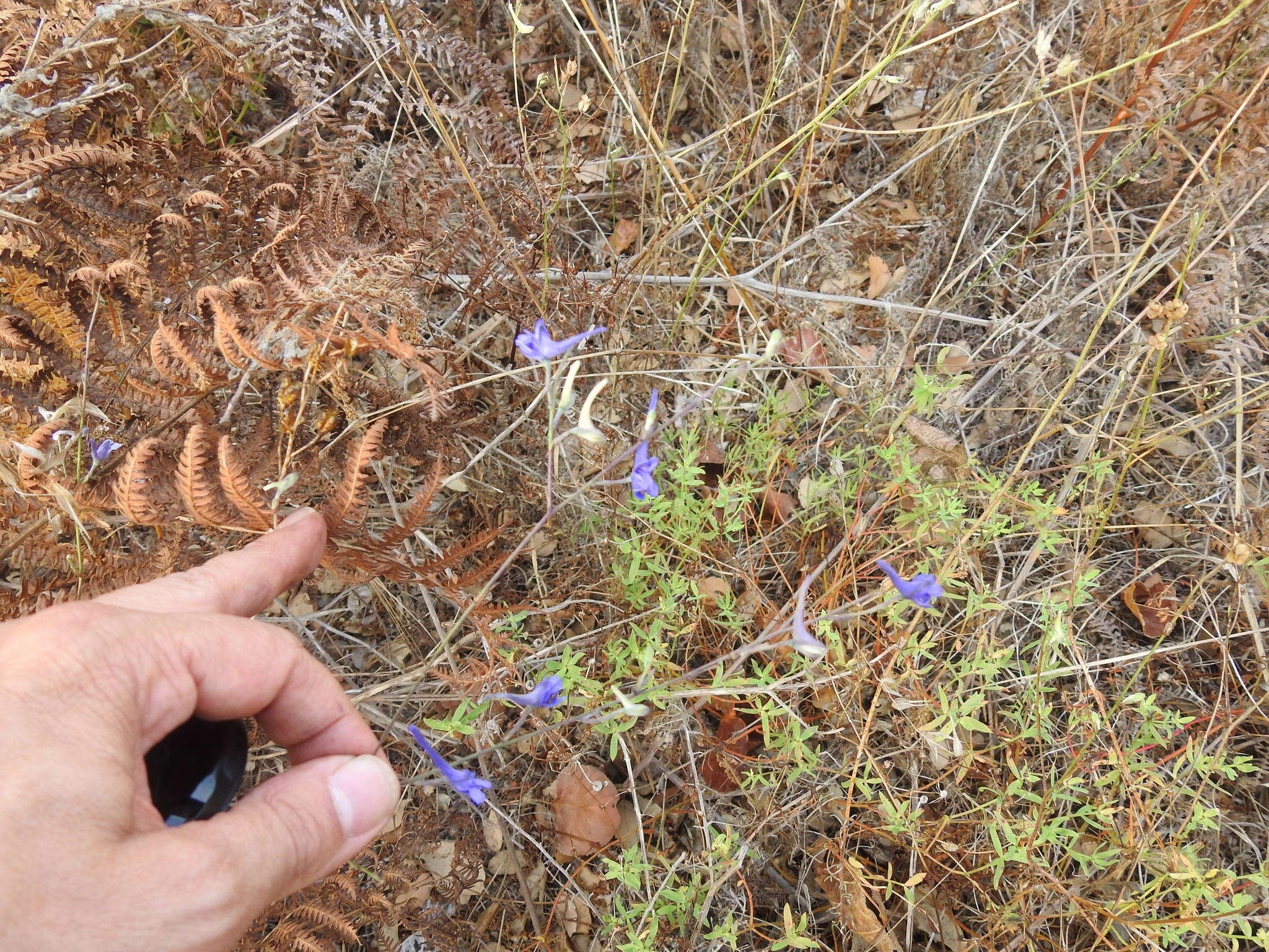 Image of Delphinium gracile DC.