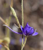 Image of Consolida regalis subsp. divaricata (Ledeb.) Munz