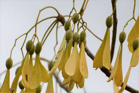 Image of Gyrocarpus mocinoi A. Espejo Serna