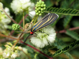 Imagem de Ctenucha venosa Walker 1854