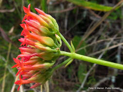 Image of Common kalanchoe