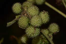 Image of Triumfetta brevipes S. Wats.