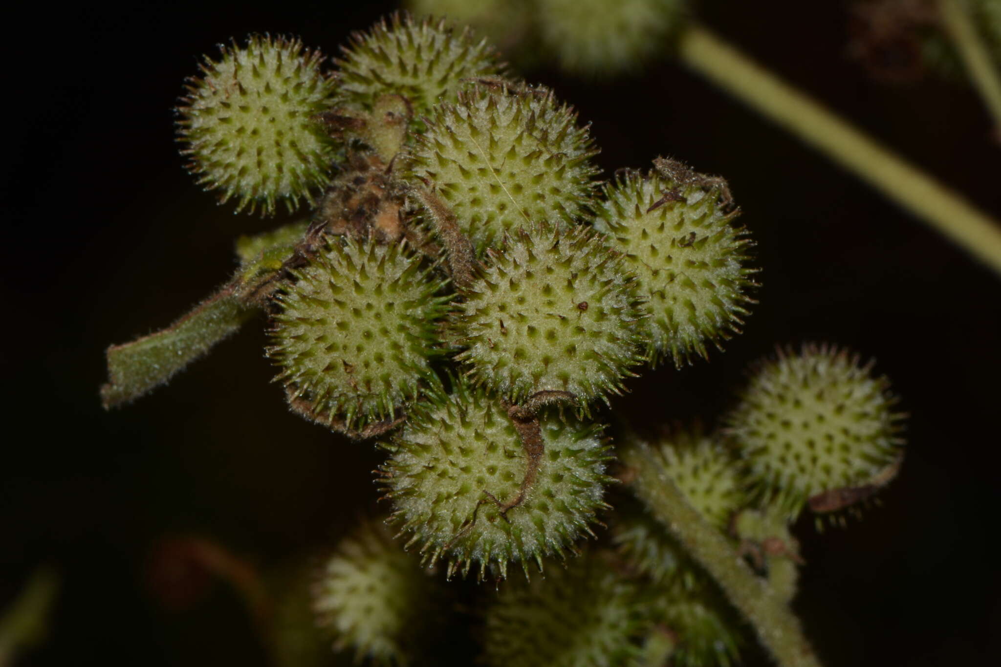 Image of Triumfetta brevipes S. Wats.