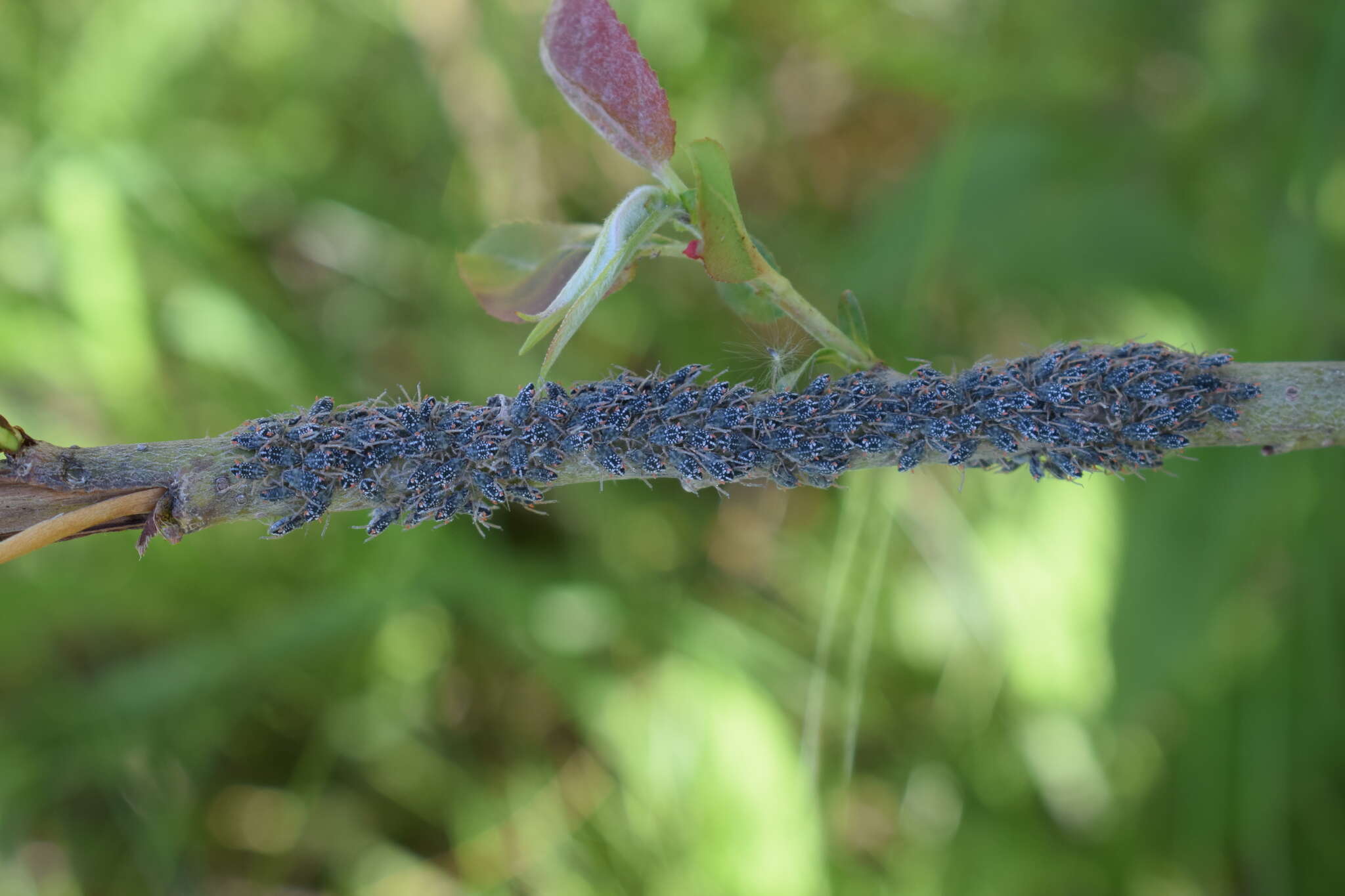 Image of Aphid