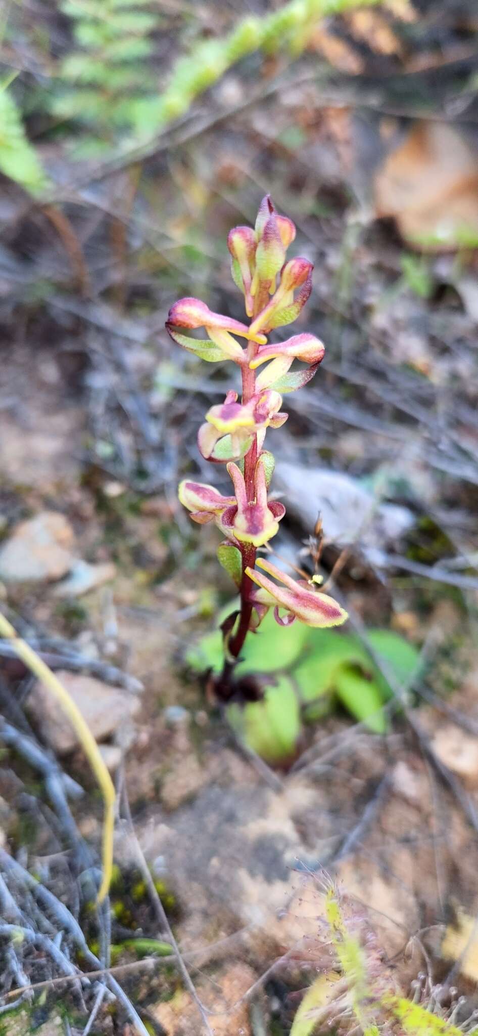 Satyrium pygmaeum Sond. resmi