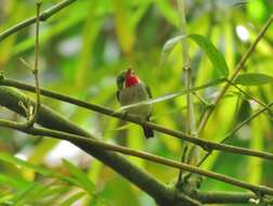 Image of Puerto Rican Tody