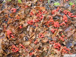 Sivun Gunnera magellanica Lam. kuva