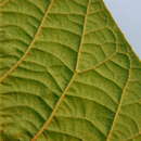 Image of Croton bathianus Leandri