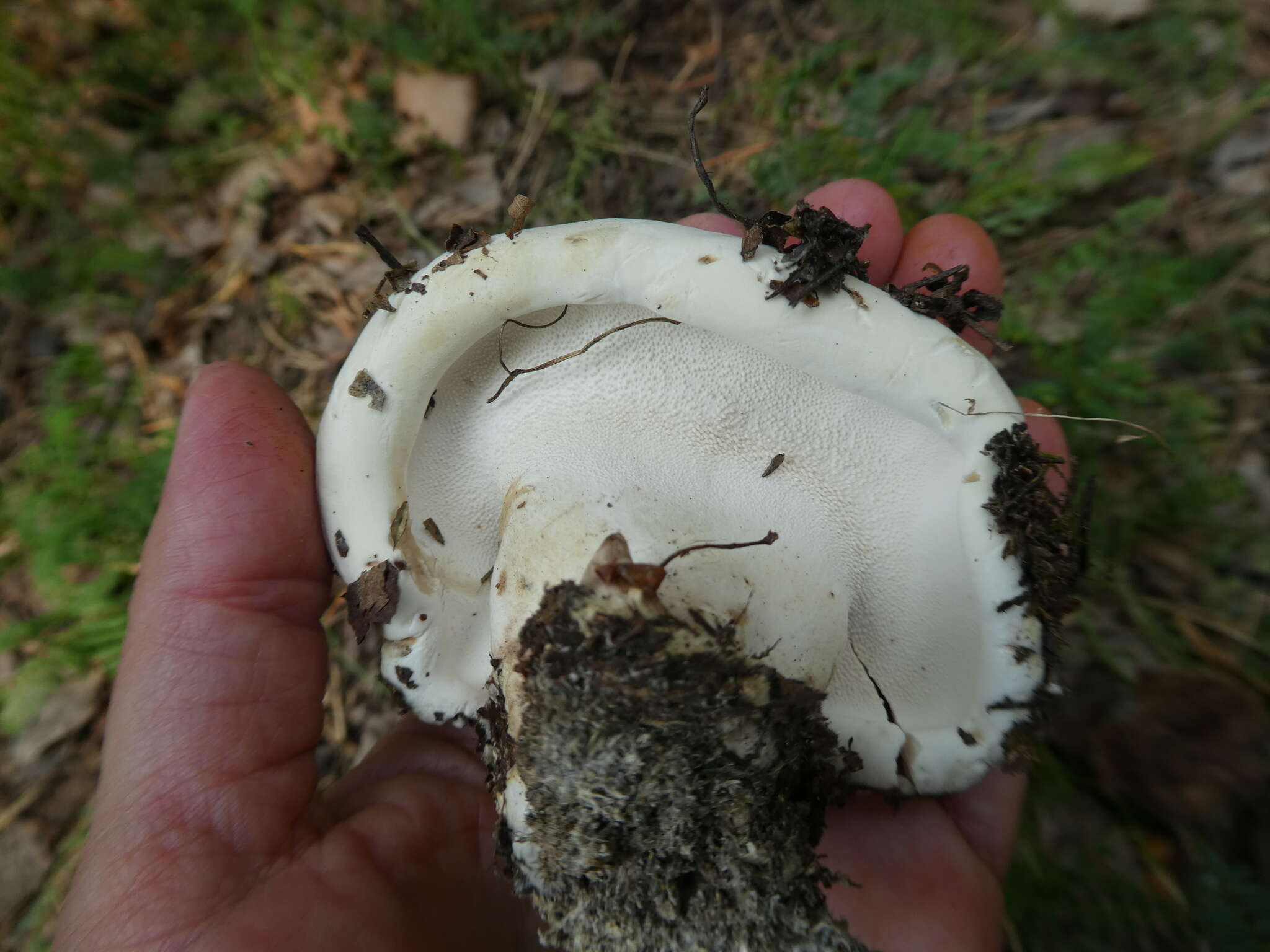 Image of Phellodon fuligineoalbus (J. C. Schmidt) Baird 2013