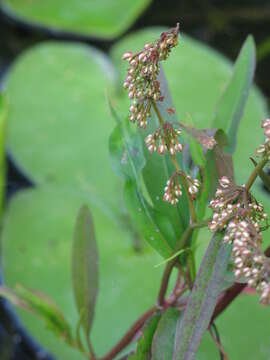 Rumex verticillatus L.的圖片