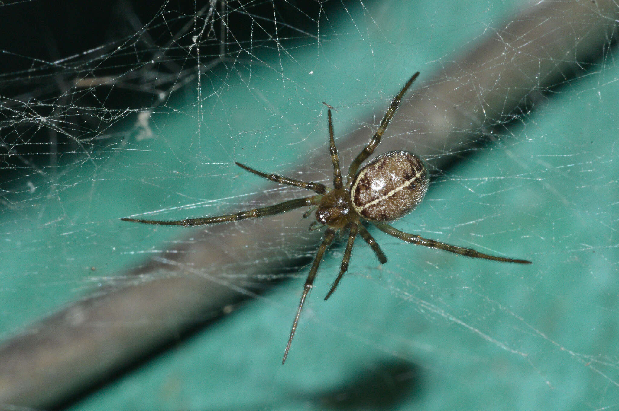 Image of Steatoda castanea (Clerck 1757)