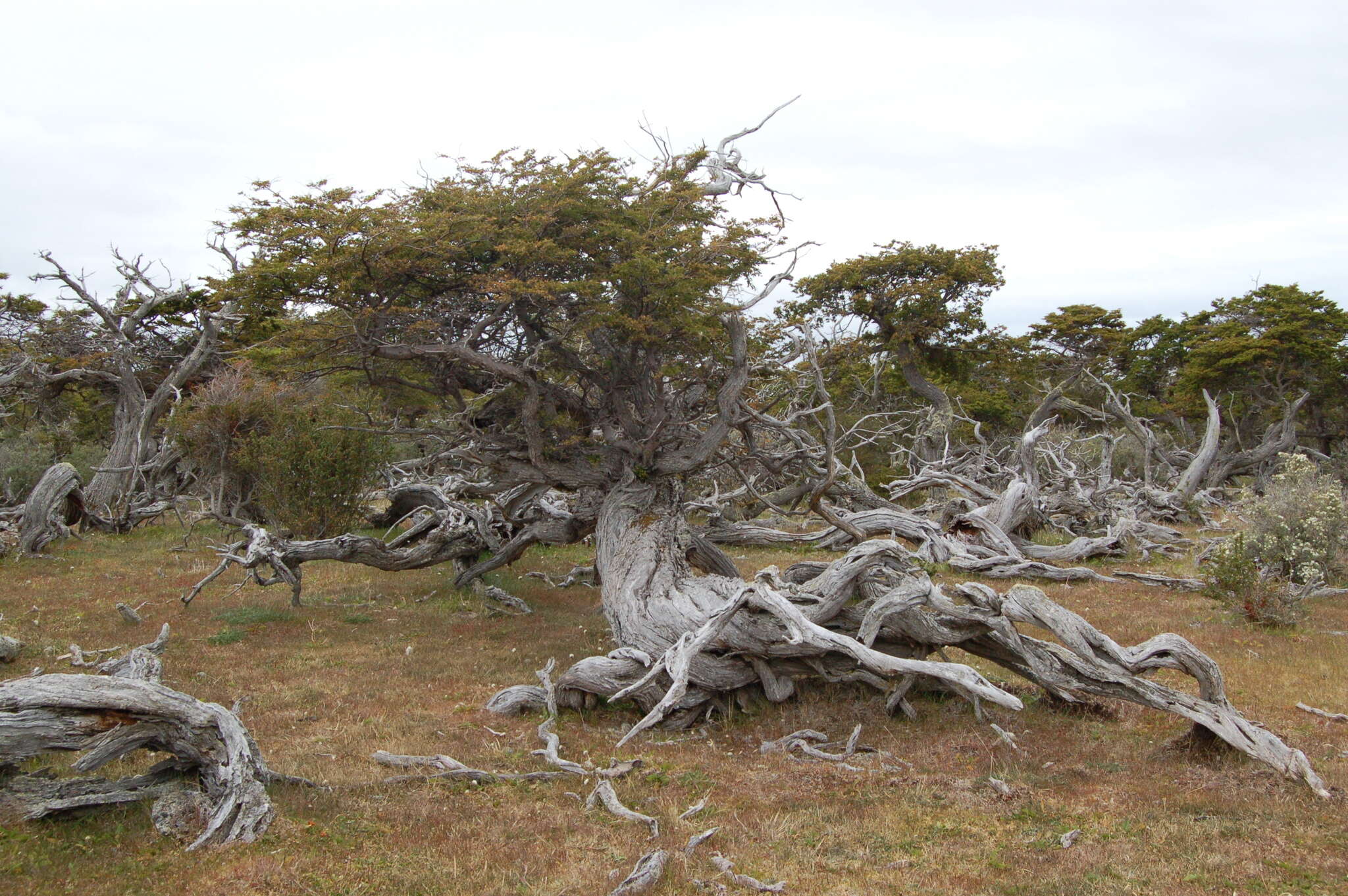 Image of Antarctic Beech