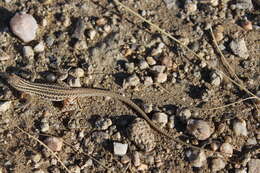 Image de Pedioplanis namaquensis (Duméril & Bibron 1839)