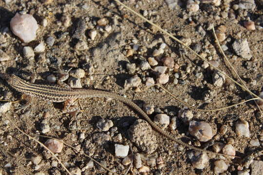 صورة Pedioplanis namaquensis (Duméril & Bibron 1839)