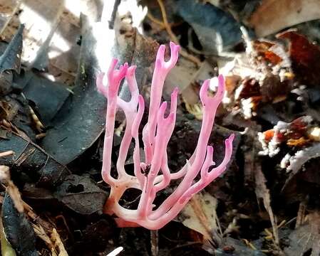 Image of Clavaria schaefferi