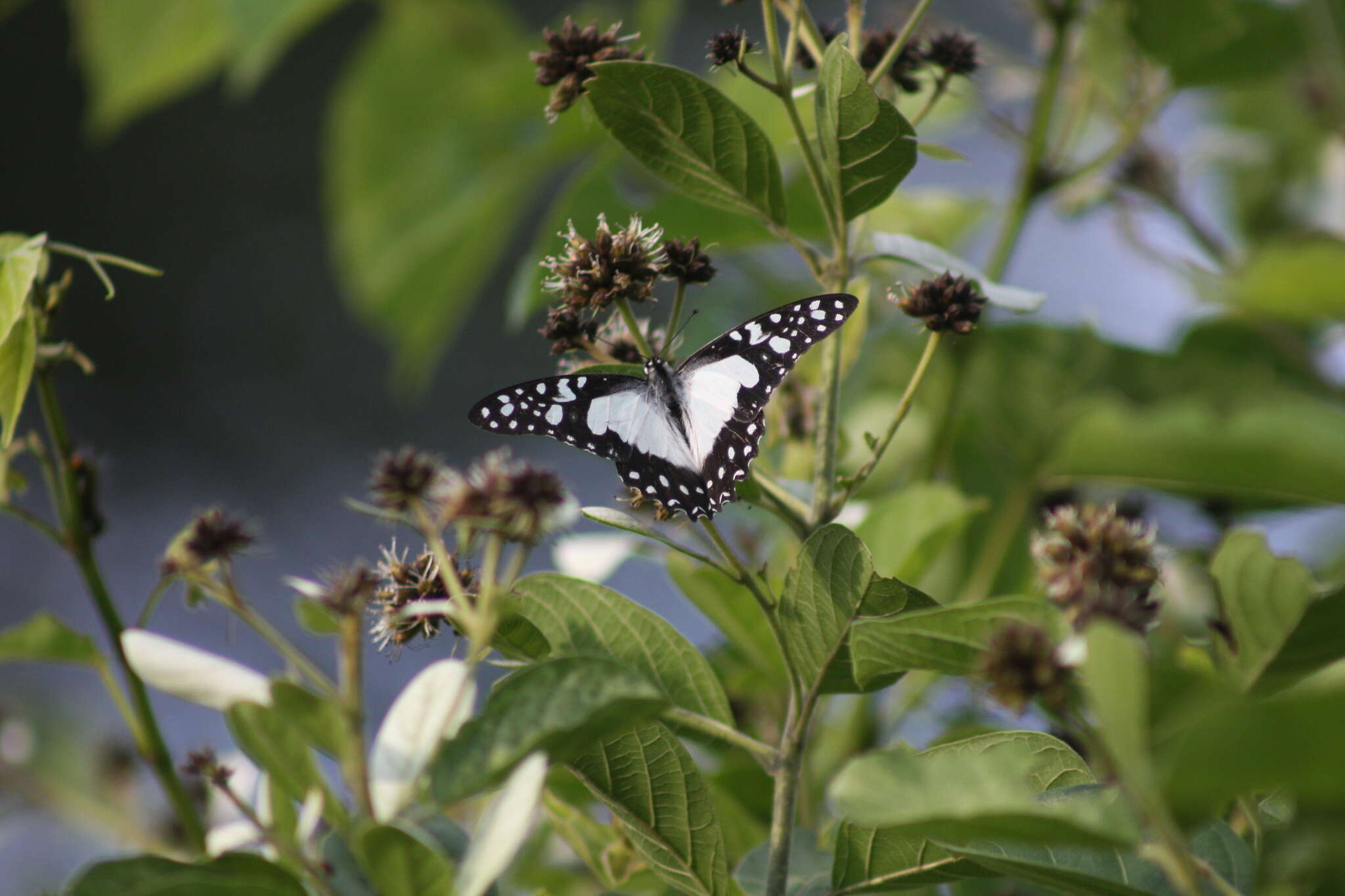 Image de <i>Graphium <i>angolanus</i></i> angolanus