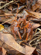 Image of Cambarus reflexus Hobbs 1981