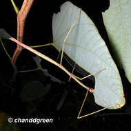 Image of Ramulus rotundus (Chen, S. C. & Y. H. He 1992)