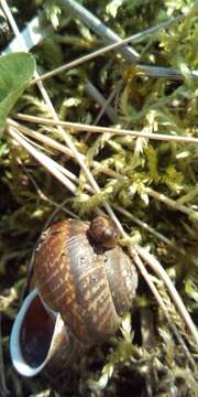 Image of amber snail