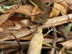 Image of Daniel's Tropical Racer