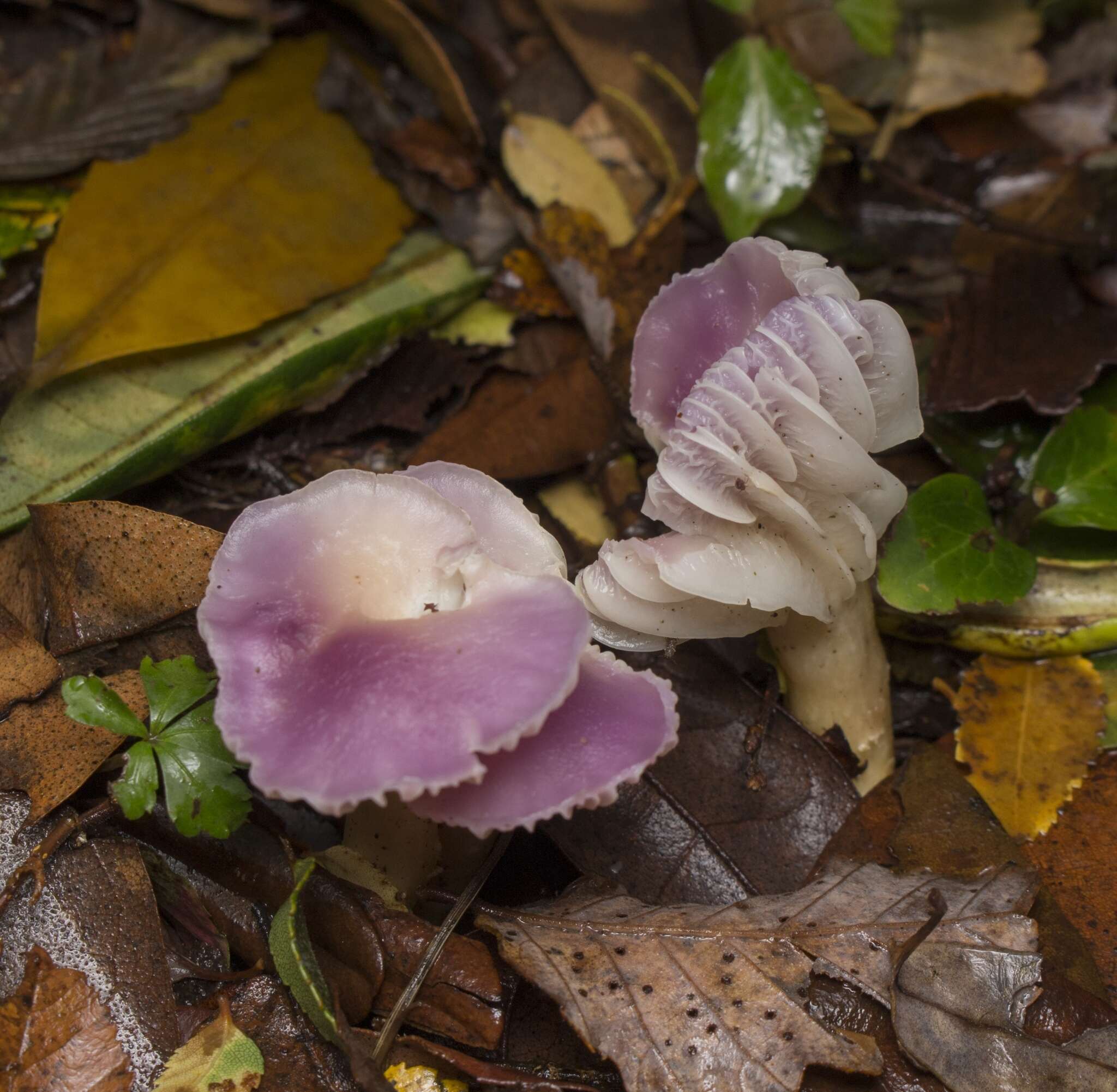 Image de Cuphophyllus adonis (Singer) Lodge & M. E. Sm. 2013