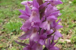 Image of Dactylorhiza romana subsp. romana