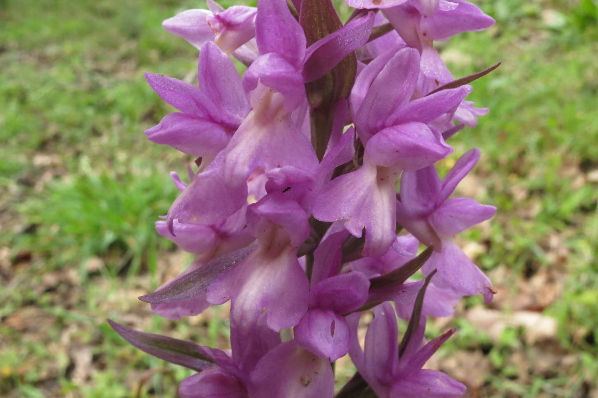 Image of Dactylorhiza romana subsp. romana