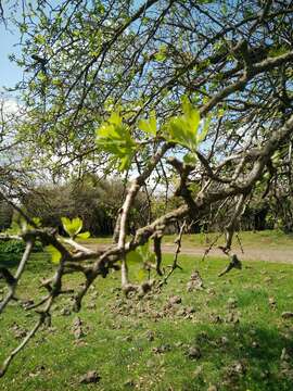 Image of Crataegus azarolus var. aronia L.