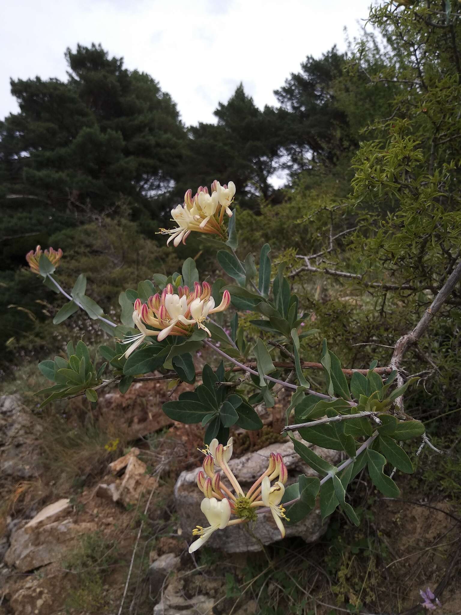 Image de Lonicera splendida Boiss.