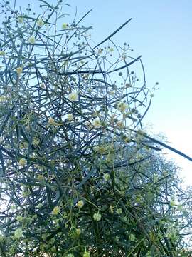 Image de Acacia salicina Lindl.