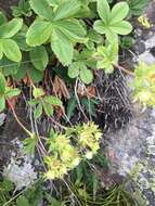 Image of Potentilla brachypetala Fisch. & Mey. ex Lehm.