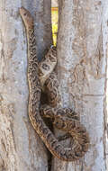 Image of Cuban Boa