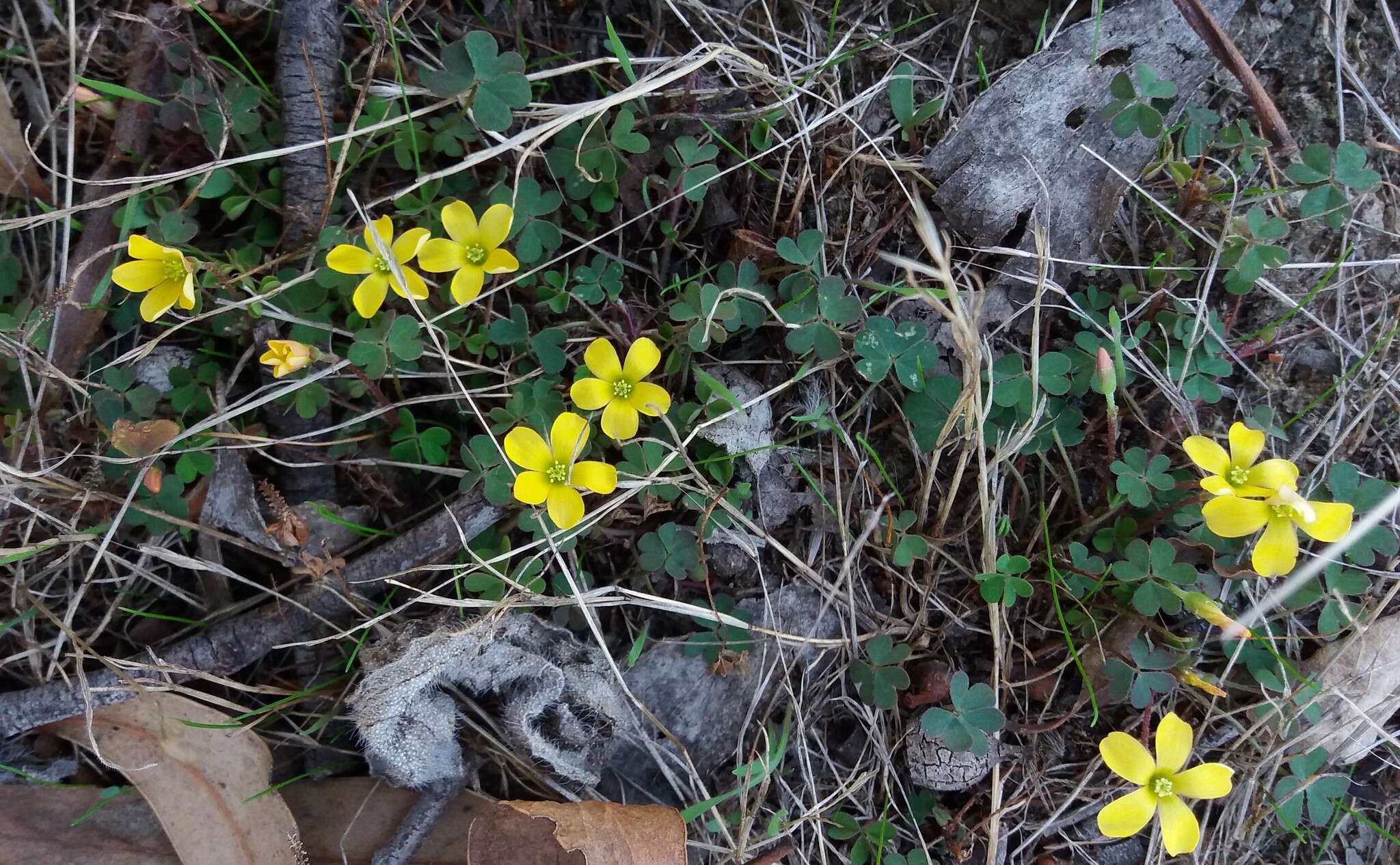 Oxalis perennans Haw.的圖片