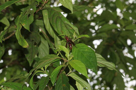 Image of Polistes tenebricosus Lepeletier 1836