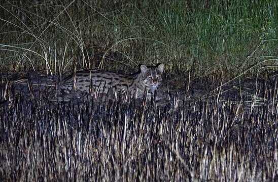 Image of Fishing Cat