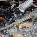 Imagem de Ameiva bifrontata bifrontata Cope 1862