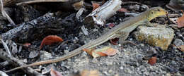 Image of Ameiva bifrontata bifrontata Cope 1862