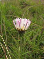 Image of Noticastrum decumbens (Baker) Cuatrec.