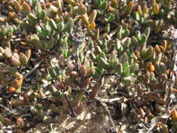 Image of Lampranthus debilis (Haw.) N. E. Br.
