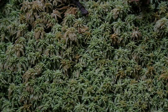 Sphagnum capense Hornschuch 1841的圖片