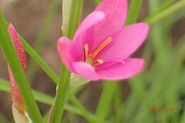 Image of Hesperantha baurii Baker