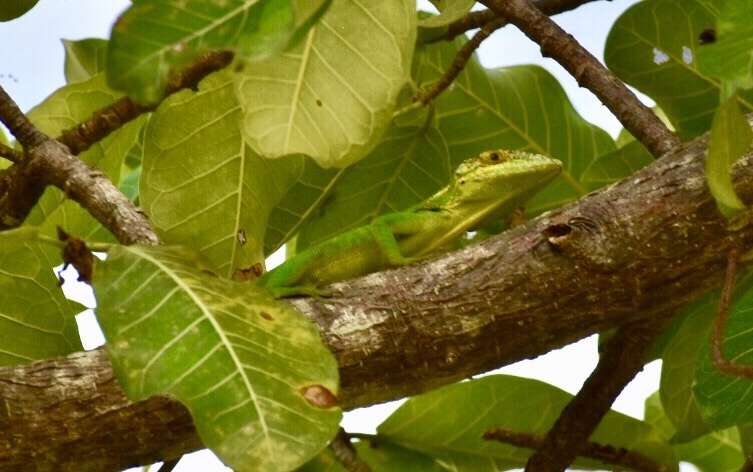 Image of Baracoa Anole