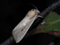 Leucania polysticha Turner 1902的圖片