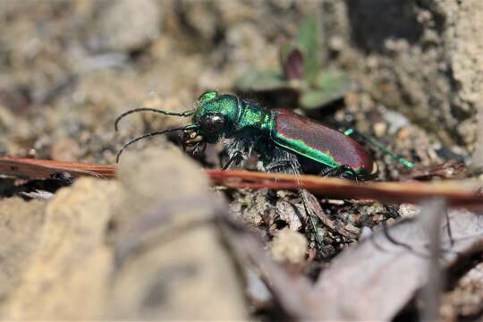 Imagem de Cicindela (Cicindela) splendida Hentz 1830