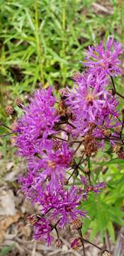 صورة Vernonia texana (A. Gray) Small