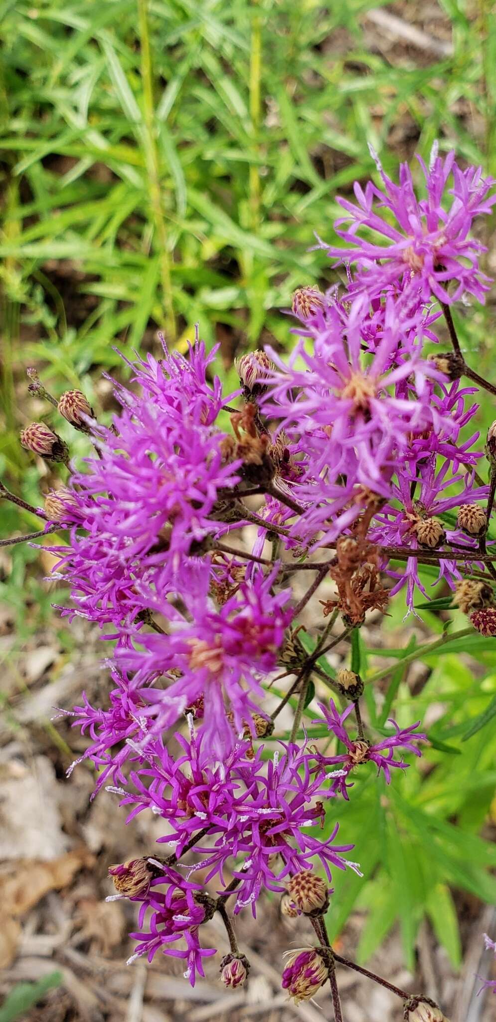 Plancia ëd Vernonia texana (A. Gray) Small