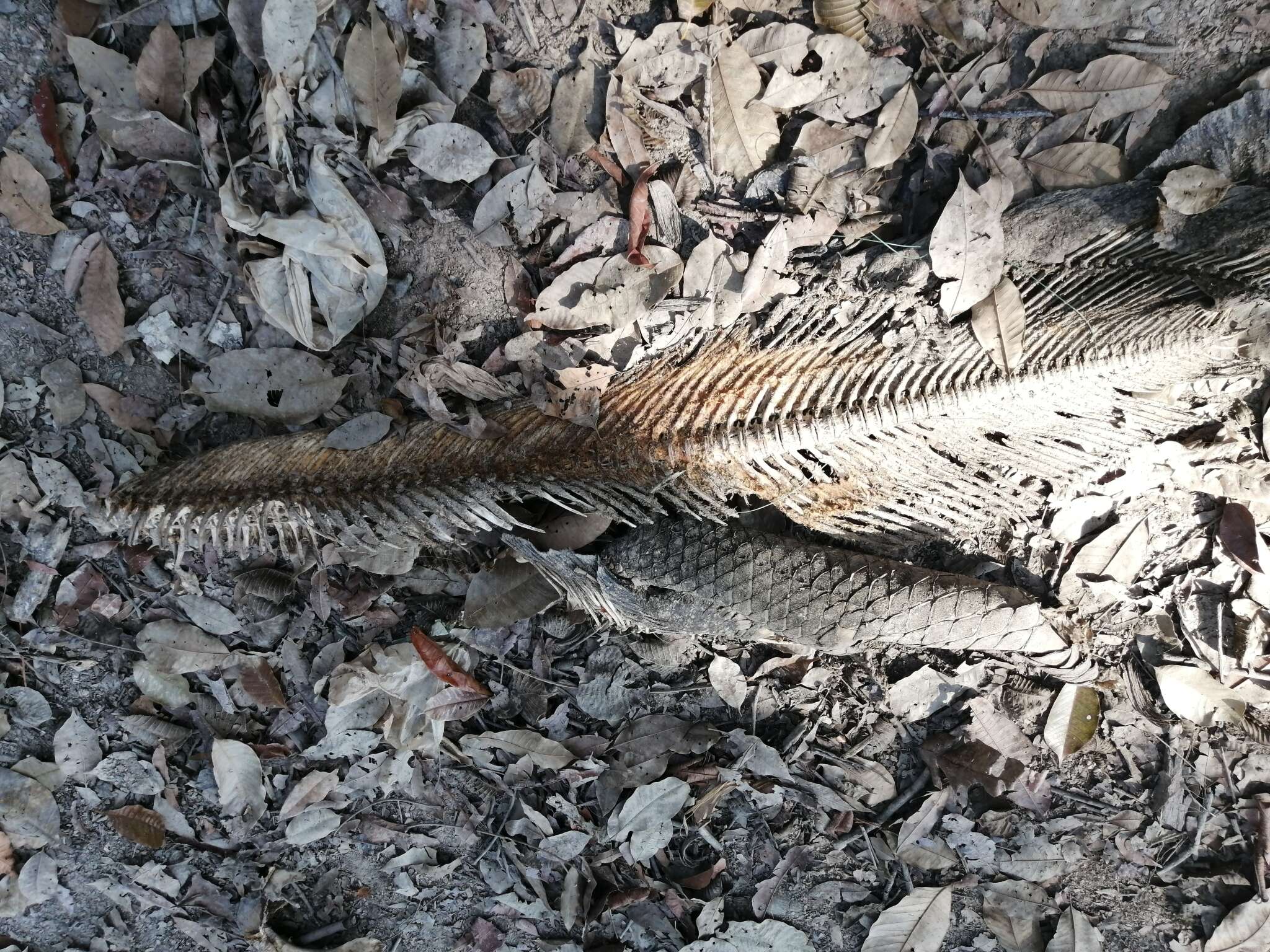 Image of Arapaima