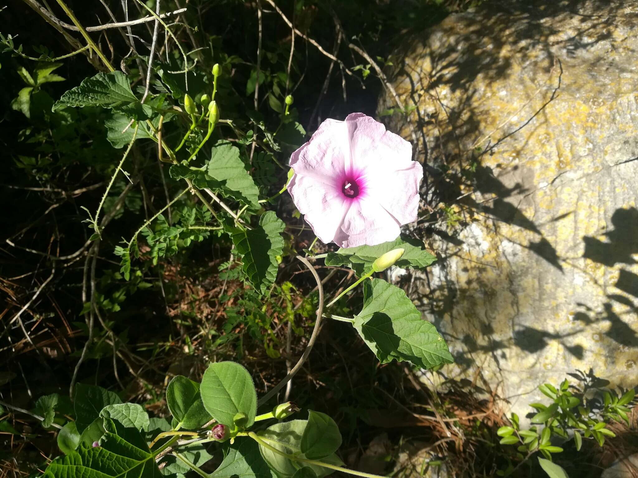 Sivun Ipomoea jalapa (L.) Coxe kuva